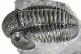 Detailed Gerastos Trilobite Fossil - Morocco #363957-2